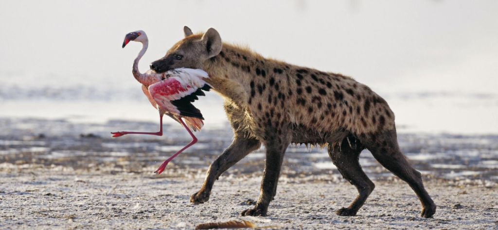 Hyena and flamingo at lake nakuru national park